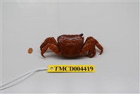 藏品(方形大額蟹)的圖片